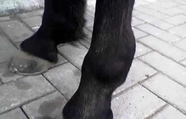 Wärmegel Pferd Hund Nutztier1